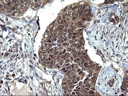 Invitrogen SCRN1 Monoclonal Antibody (OTI1E4) 100 &mu;L; Unconjugated:Antibodies,
