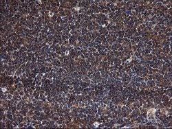 Invitrogen SCRN1 Monoclonal Antibody (OTI1E4) 100 &mu;L; Unconjugated:Antibodies,