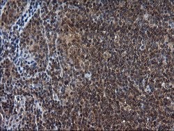 Invitrogen SCRN1 Monoclonal Antibody (OTI1E4) 100 &mu;L; Unconjugated:Antibodies,