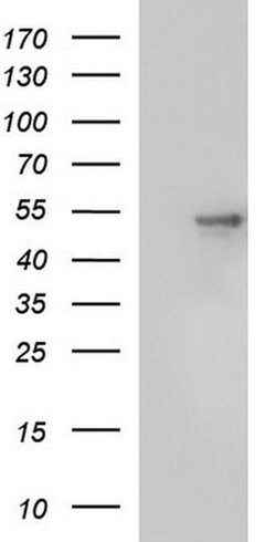 Invitrogen SCRN1 Monoclonal Antibody (OTI1E4) 100 &mu;L; Unconjugated:Antibodies,