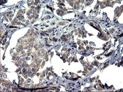 Invitrogen TXNDC5 Monoclonal Antibody (OTI1C3) 100 &mu;L; Unconjugated:Antibodies,