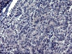 Invitrogen TXNDC5 Monoclonal Antibody (OTI1C3) 100 &mu;L; Unconjugated:Antibodies,