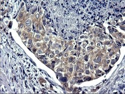 Invitrogen TXNDC5 Monoclonal Antibody (OTI1C3) 100 &mu;L; Unconjugated:Antibodies,