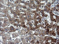 HSCB Monoclonal Antibody (OTI3E1):Antibodies, Monoclonal