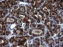 HSCB Monoclonal Antibody (OTI3E1):Antibodies, Monoclonal