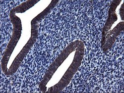 HSCB Monoclonal Antibody (OTI3E1):Antibodies, Monoclonal