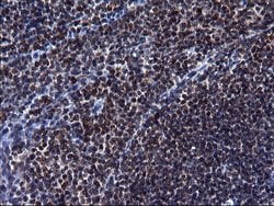 HSCB Monoclonal Antibody (OTI3E1):Antibodies, Monoclonal