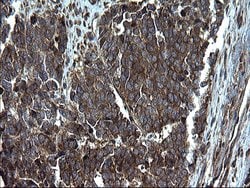 Invitrogen Alix Monoclonal Antibody (OTI1A4) 100 &mu;L; Unconjugated:Antibodies,