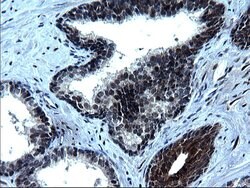 Invitrogen ZFAND3 Monoclonal Antibody (OTI1H10) 100 &mu;L; Unconjugated:Antibodies,