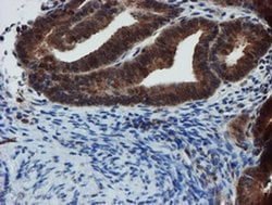 Invitrogen XTP4 Monoclonal Antibody (OTI2D2) 100 &mu;L; Unconjugated:Antibodies,