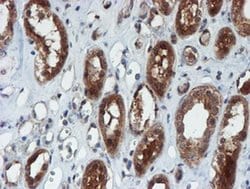 Invitrogen XTP4 Monoclonal Antibody (OTI2D2) 100 &mu;L; Unconjugated:Antibodies,
