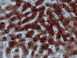 Invitrogen XTP4 Monoclonal Antibody (OTI2D2) 100 &mu;L; Unconjugated:Antibodies,