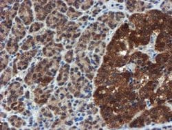 Invitrogen XTP4 Monoclonal Antibody (OTI2D2) 100 &mu;L; Unconjugated:Antibodies,