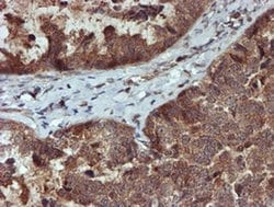 Invitrogen XTP4 Monoclonal Antibody (OTI2D2) 100 &mu;L; Unconjugated:Antibodies,