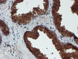 Invitrogen XTP4 Monoclonal Antibody (OTI2D2) 100 &mu;L; Unconjugated:Antibodies,