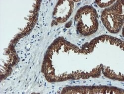 Invitrogen XTP4 Monoclonal Antibody (OTI2D2) 100 &mu;L; Unconjugated:Antibodies,