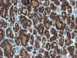 Invitrogen XTP4 Monoclonal Antibody (OTI2D2) 100 &mu;L; Unconjugated:Antibodies,