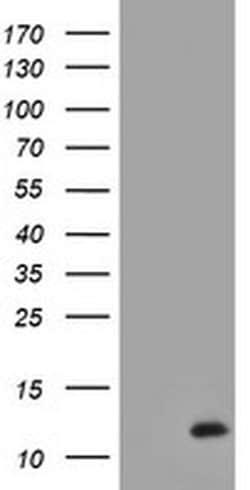 Invitrogen XTP4 Monoclonal Antibody (OTI2D2) 100 &mu;L; Unconjugated:Antibodies,