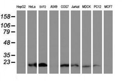 Invitrogen XTP4 Monoclonal Antibody (OTI2D2) 100 &mu;L; Unconjugated:Antibodies,