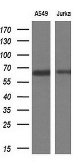 Invitrogen TRIM9 Monoclonal Antibody (OTI2D6) 100 &mu;L | Buy Online | Invitrogen&trade; | Fisher Scientific