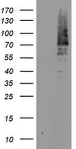 Invitrogen cIAP2 Monoclonal Antibody (OTI3G4) 100 &mu;L; Unconjugated:Antibodies,