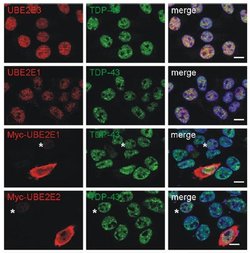 Invitrogen UBE2E3 Monoclonal Antibody (OTI7E8) 100 &mu;L; Unconjugated:Antibodies,