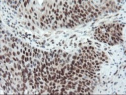 Invitrogen UBE2E3 Monoclonal Antibody (OTI7E8) 100 &mu;L; Unconjugated:Antibodies,