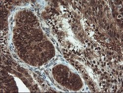 Invitrogen UBE2E3 Monoclonal Antibody (OTI7E8) 100 &mu;L; Unconjugated:Antibodies,