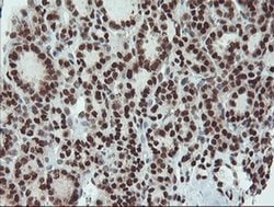 Invitrogen UBE2E3 Monoclonal Antibody (OTI7E8) 100 &mu;L; Unconjugated:Antibodies,