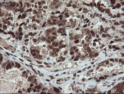 Invitrogen UBE2E3 Monoclonal Antibody (OTI7E8) 100 &mu;L; Unconjugated:Antibodies,