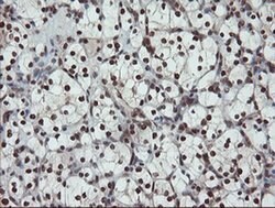 Invitrogen UBE2E3 Monoclonal Antibody (OTI7E8) 100 &mu;L; Unconjugated:Antibodies,