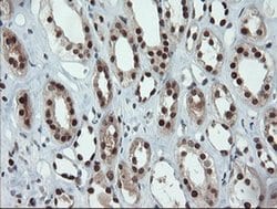 Invitrogen UBE2E3 Monoclonal Antibody (OTI7E8) 100 &mu;L; Unconjugated:Antibodies,