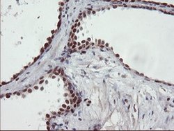 Invitrogen UBE2E3 Monoclonal Antibody (OTI7E8) 100 &mu;L; Unconjugated:Antibodies,