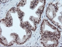 Invitrogen UBE2E3 Monoclonal Antibody (OTI7E8) 100 &mu;L; Unconjugated:Antibodies,