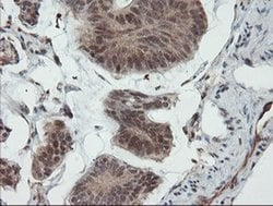 Invitrogen UBE2E3 Monoclonal Antibody (OTI7E8) 100 &mu;L; Unconjugated:Antibodies,