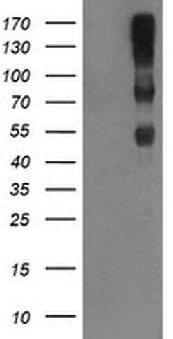 Invitrogen C1r Monoclonal Antibody (OTI1F1) 100 &mu;L; Unconjugated:Antibodies,