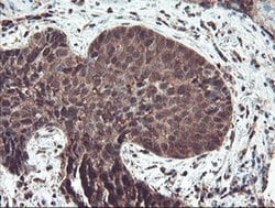 Invitrogen TRIP Monoclonal Antibody (OTI2D4) 100 &mu;L; Unconjugated:Antibodies,