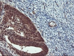 Invitrogen TRIP Monoclonal Antibody (OTI2D4) 100 &mu;L; Unconjugated:Antibodies,