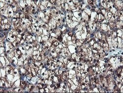 Invitrogen TRIP Monoclonal Antibody (OTI2D4) 100 &mu;L; Unconjugated:Antibodies,