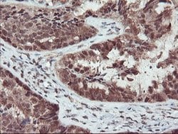 Invitrogen TRIP Monoclonal Antibody (OTI2D4) 100 &mu;L; Unconjugated:Antibodies,
