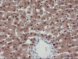 Invitrogen TRIP Monoclonal Antibody (OTI2D4) 100 &mu;L; Unconjugated:Antibodies,