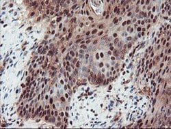 Invitrogen TRIP Monoclonal Antibody (OTI2D4) 100 &mu;L; Unconjugated:Antibodies,