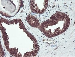 Invitrogen TRIP Monoclonal Antibody (OTI2D4) 100 &mu;L; Unconjugated:Antibodies,