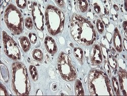 Invitrogen TRIP Monoclonal Antibody (OTI2D4) 100 &mu;L; Unconjugated:Antibodies,