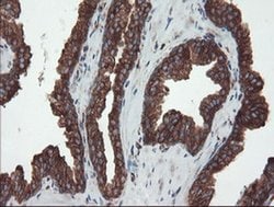 Invitrogen USP9X Monoclonal Antibody (OTI2G7) 100 &mu;L; Unconjugated:Antibodies,