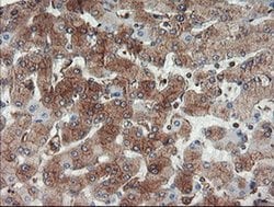 Invitrogen USP9X Monoclonal Antibody (OTI2G7) 100 &mu;L; Unconjugated:Antibodies,