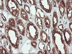 Invitrogen USP9X Monoclonal Antibody (OTI2G7) 100 &mu;L; Unconjugated:Antibodies,