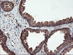 Invitrogen USP9X Monoclonal Antibody (OTI2G7) 100 &mu;L; Unconjugated:Antibodies,