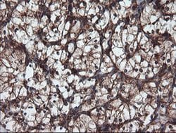 Invitrogen USP9X Monoclonal Antibody (OTI2G7) 100 &mu;L; Unconjugated:Antibodies,