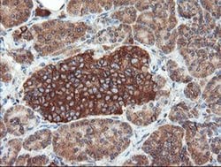 Invitrogen USP9X Monoclonal Antibody (OTI2G7) 100 &mu;L; Unconjugated:Antibodies,